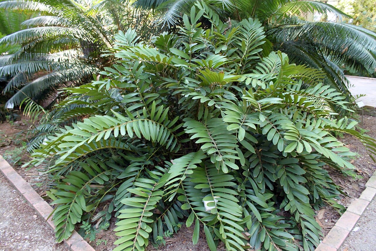 Coontie, Zamia integrifolia