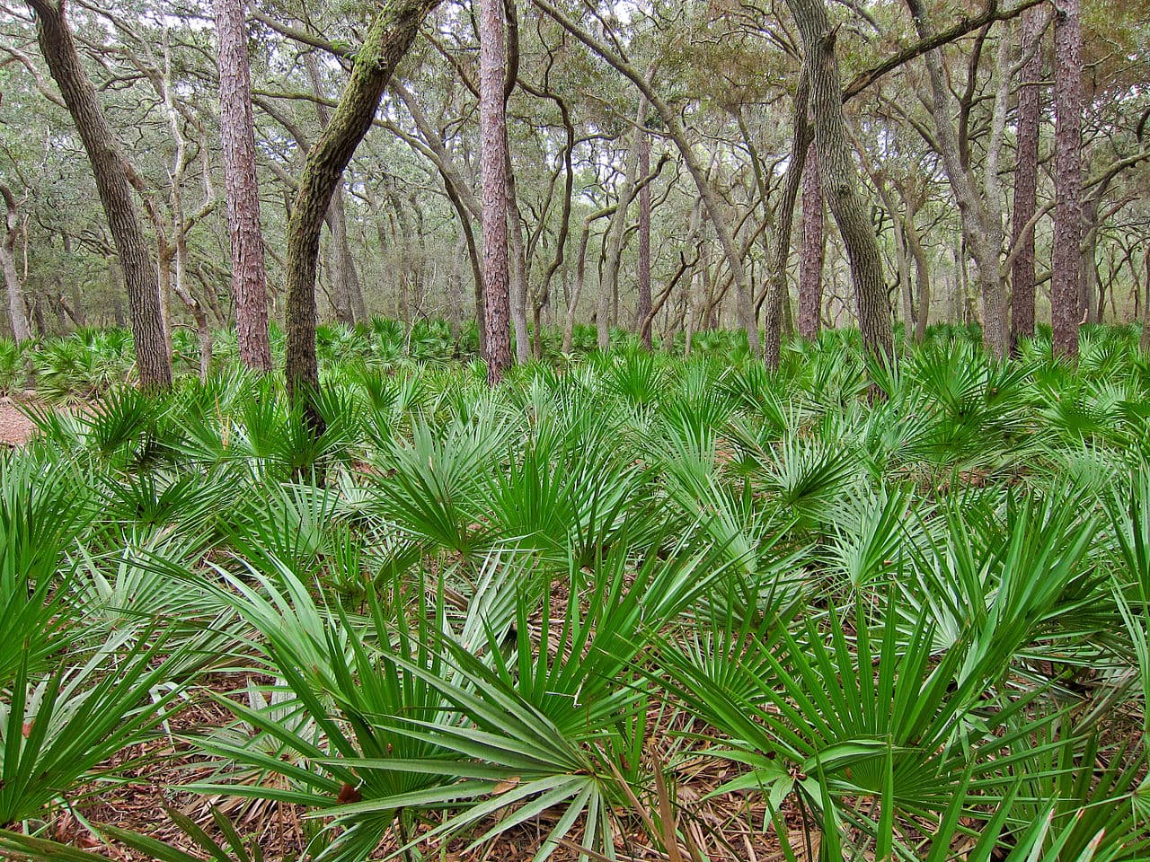 Saw Palmetto, Serenoa repens